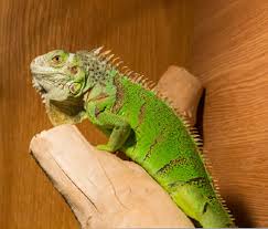 Pet iguanas are becoming more popular. Top 10 Fun Facts About Iguanas