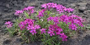 C'est une plante vivace à feuillage persistant sauf en période de très gros gels. 15 Plantes Pour Rocaille Ensoleillee Notre Selection