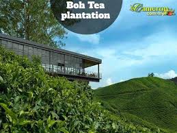 Description for ladang teh boh. Boh Tea Plantations Cameron Highlands Online