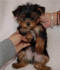 What does teacup yorkie look like? Full Grown Teacup Yorkie Bing Images Puppies And Kitties Teacup Yorkie Teacup Dog Breeds
