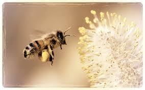 Bee and wasp removal near me. Sweet Bee Removal
