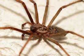 Meine trichternetzspinne oder auch winkelspinne hatte jetzt eine woche zeit ein großes netz zu bauen. Die Grosse Winkelspinne Naturschutz Ruhr