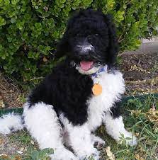 From new york city, washington dc, and miami to. Sheepadoodle Puppies For Sale In Texas