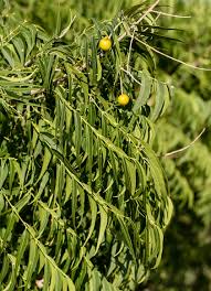 Image result for Sapindus saponaria