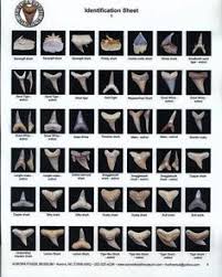 35 Best Shark Teeth Crafts Images In 2019 Shark Teeth