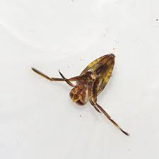 Pool Pests