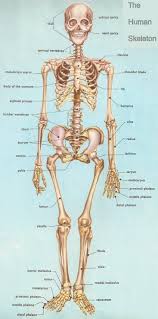 The human body is made up of several organ systems that work together as one unit. 41 Human Bones Anatomy Ideas Anatomy Human Anatomy And Physiology Anatomy And Physiology