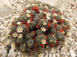 Mammillaria pseudoperbella plant youth about 8 cms cactus flower pink without. Mammillaria Prolifera Texas Nipple Cactus World Of Succulents