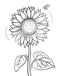 Sunflower is my one of the favorite flower. Pin On Sunflowers