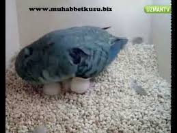 Muhabbet Kusum Yumurtladi Ona Nasil Bakmaliyim Youtube