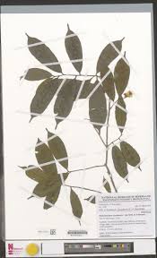 Image result for Rhabdophyllum arnoldianum