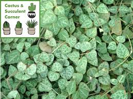 Image result for Ceropegia achtenii