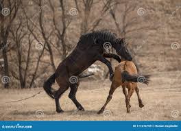 Pferde, Die Sex Auf Der Wiese Haben Stockbild - Bild von schön, porträt:  117216709