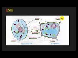 8.6 comparison of plant and animal cells. Youtube Plant Cell Animal Cell Cell