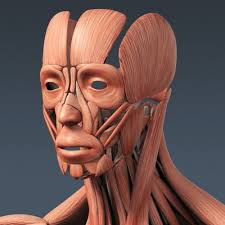 Human Male And Female Complete Anatomy Body Muscles Skeleto 3d Model Max Obj 3ds Fbx C4d Lwo Lw Lws 40 Human Body Anatomy Human Male Face Muscles Anatomy
