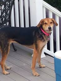 Check spelling or type a new query. Bark Bonnies Animal Rescue Kingdom Barkpuppies Profile Pinterest