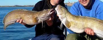 It feeds on crustaceans and other soft bodied invertebrates or mollusks. Brosme Mikkelvik Brygge Angelreisen Heilbutt Dorsch Nordlicht Wale Norwegen