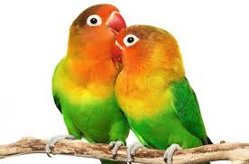 Lovebird png hd transparent lovebird hd png images pluspng. 55 Gambar Sketsa Burung Lovebird Ngekek Terbaru Koleksi Gambar Sketsa Terlengkap