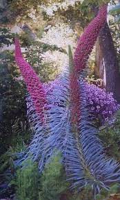 Pin On Exotic Flowers