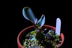 Image result for Eriospermaceae