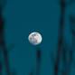 Release and Rebuild: Beaver Moon Sacred Circle — event image