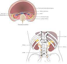 The kidneys are situated below the diaphragm, one on either side of the spine. 25 1 Internal And External Anatomy Of The Kidney Anatomy Physiology