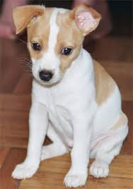 Find and follow posts tagged rat terrier on tumblr. Sophie Jean The Rat Terrier Rat Terrier Puppies Rat Terrier Dogs Terrier Puppies