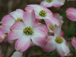 North Carolina State Flower American Dogwood Flowers Dogwood Bloom