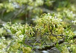 Image result for Turraea floribunda