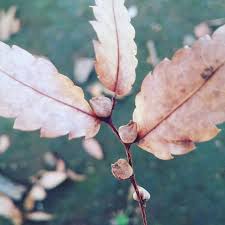 まちの植物はともだち