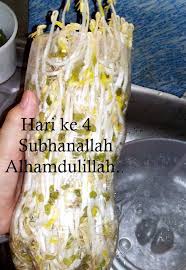 Belajar tanam taugeh updated their profile picture. Cara Mudah Tanam Taugeh