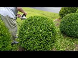 Most routine pruning is done to remove infestation, weak, dead or diseased branches, and can be completed at any time during the year with little effect on the tree. How To Trim A Perfectly Round Shrub Youtube How To Trim Bushes Trimming Hedges Shrubs