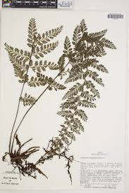 Image result for Asplenium buettneri