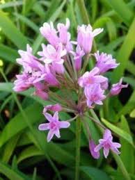 Image result for Tulbaghia fragrans
