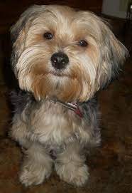 Maybe you would like to learn more about one of these? Pin By Brittni Stofferan On My Stuff Yorkie Poodle Poodle Mix Dogs Yorkshire Terrier Puppy Yorkie