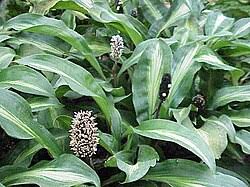 Image result for Palisota ambigua