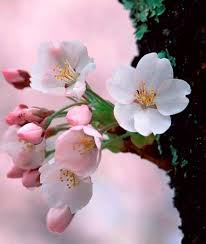 Cherry Blossom Flowers Petals Flower Pictures Love Flowers