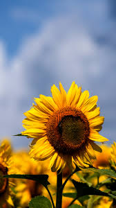 Sunflowers Iphone Wallpaper Idrop News We hope you enjoy our growing collection of hd images to use as a background or home screen for your please contact us if you want to publish a sunflower iphone wallpaper on our site. sunflowers iphone wallpaper idrop news