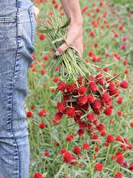 Pin On Globe Amaranth Gomphrena