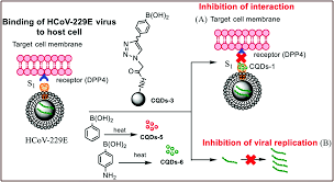 The feedback mechanism in the human body is show. High Performance Antiviral Nano Systems As A Shield To Inhibit Viral Infections Sars Cov 2 As A Model Case Study Journal Of Materials Chemistry B Rsc Publishing Doi 10 1039 D1tb00472g