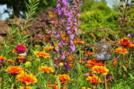 Its rich red blooms are delicately shaped, making it attractive both as a garden plant and as a food source for hummingbirds. A Garden For Butterflies Finegardening
