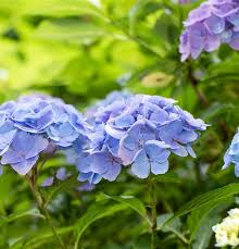 Check spelling or type a new query. Hydrangea Macr Forever Ever Blue R Bauernhortensie Forever Ever Im Pflanzenshop