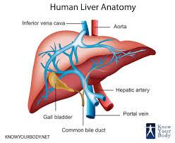 The pain may also radiate to the left shoulder and m pain on the left side below the ribcage may be caused by an enlarged spleen, accordi. Liver Location Functions Anatomy Pictures And Faqs