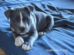 I think the original american bully line was from the apbt and staffordshire terrier, but then to get. American Pitbull Terrier Blue Line Welpen
