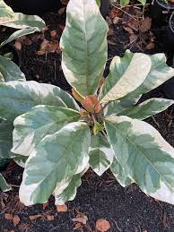 Image result for Pisonia