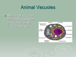Maybe you would like to learn more about one of these? Plants Vs Animal Cells Ppt Download