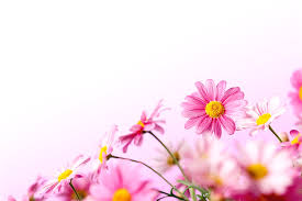 Check spelling or type a new query. Pink Summer Daisy Flowers By Thomasvogel