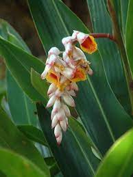 Flowering Plants Ginger Shell Flower Alpinia Zerumbet Tropical Container Or Landscape Planting Flowers Plants Live Plants