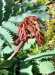 Image result for Melianthus major