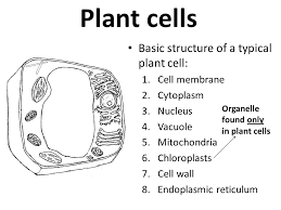 They are cells that have a distinct nucleus and other cellular organelles enclosed a model of a typical plant cell is found to be rectangular in shape, ranging in size from 10 to 100 µm. Cells Objectives Label The Different Parts Of The Cell Describe The Functions Of The Different Parts Of The Cell Compare A Typical Animal Ppt Download